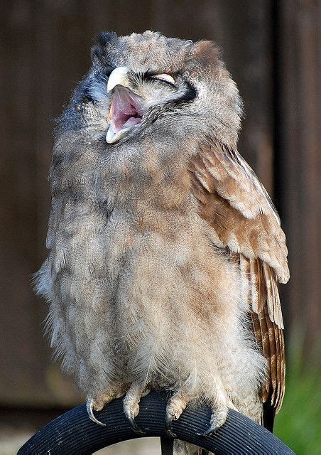 Singing Or Sleepy Owl Owl Photography Owl Owl Photos