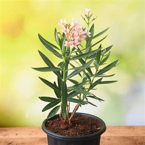 Buy Kaner Dwarf Nerium Oleander Peach Dwarf Plant Online From