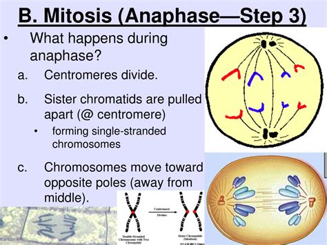 PPT - Unit 7: Cellular Reproduction PowerPoint ...