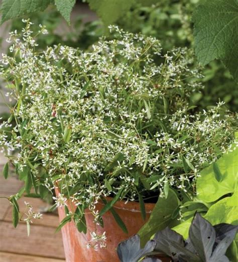 Diamond frost euphorbia from proven winners grows clouds of airy white flowers all season. Euphorbia 'Diamond Frost' is an amazing foliage plant ...