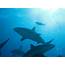 10 Amazing Shark Pictures  Greenpeace Australia Pacific