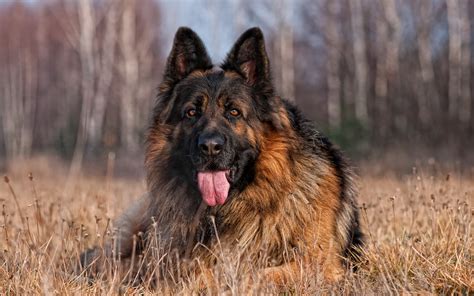 German Shepherd Awesome Hd Wallpapers And Backgrounds All Hd Wallpapers