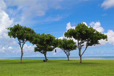 Free Images Landscape Sea Tree Water Nature Grass Outdoor