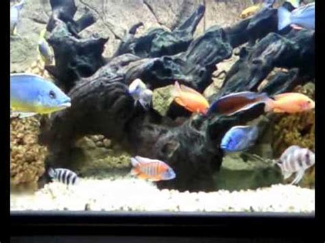 Allestire un acquario malawi non è difficile, e adatto anche ai principianti. acquario ciclidi africani ezio 2 - YouTube