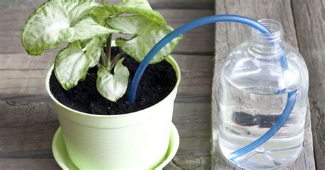 9 Brilliant Ways To Water Your Plants While You Arent Home
