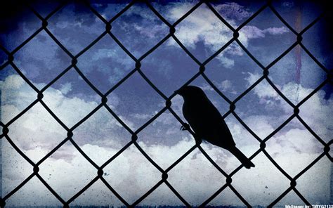 Birds Silhouettes Skyscapes Chain Link Fence Wallpapers Hd