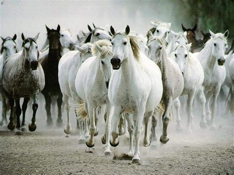 Running Horses Seven Horses Hd Wallpaper Pxfuel