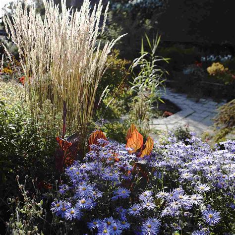 Blooms in late summer with tall creamy white flowers and continues well into early winter. 8 Best Ornamental Grasses to Add Privacy to the Garden