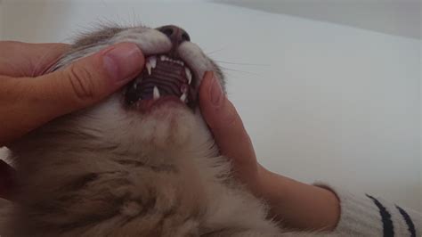 Give the face its normal appearance. Do Cats Baby Teeth Fall Out - TeethWalls
