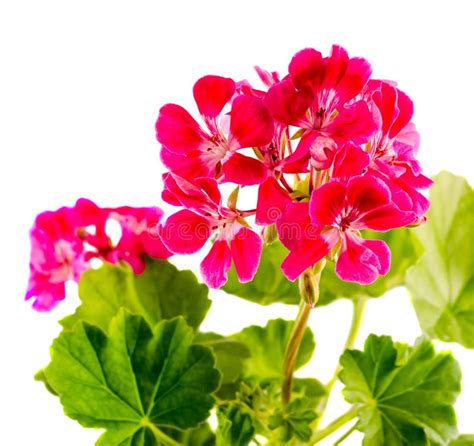 Red Geranium Flower Close Up Stock Photo Image Of Plant Little 46012596