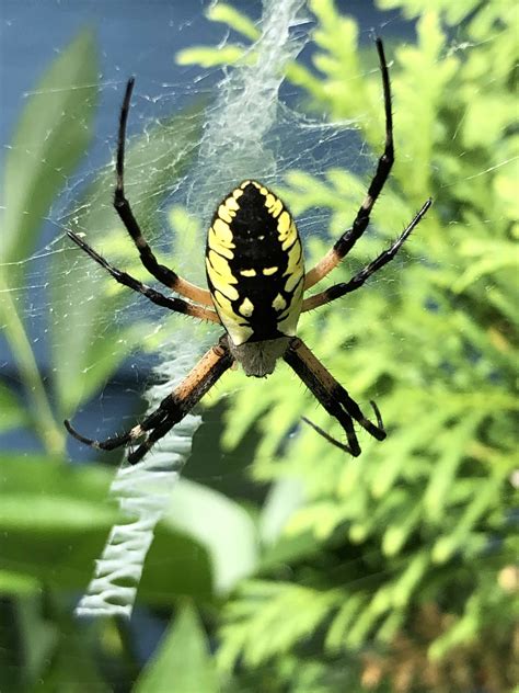 Female Argiope Aurantia Black And Yellow Garden Spider In Columbia
