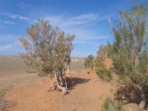 Overgrazing and a cycle of summer drought and winter snow has degraded vital pastureland in mongolia, killing livestock and jeopardising livelihoods. coronadopos / Gobi B