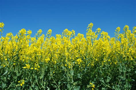 Free Stock Photos Rgbstock Free Stock Images Yellow Field And