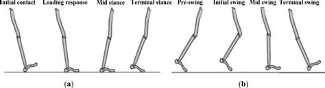 Gait Phases In A Normal Gait Cycle A Gait Phases Of The Stance