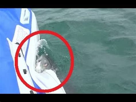 Great White Shark Attacks Film Crew In South Africa - YouTube