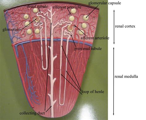 Kidney Nephron Model Labeled Medical Anatomy Kidney Anatomy Physiology