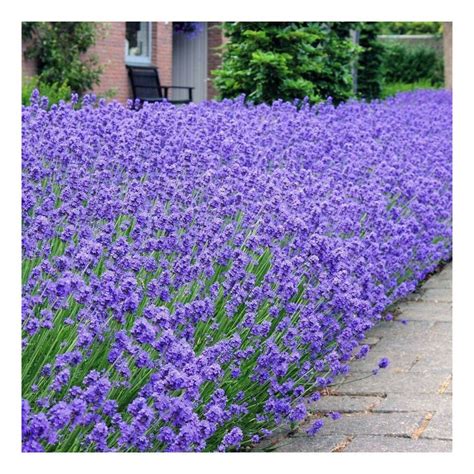 Lavendula Angustifolia Munstead Old English Lavender Plant