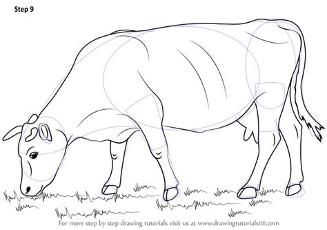 How To Draw A Cow Farm Animals Step By Step