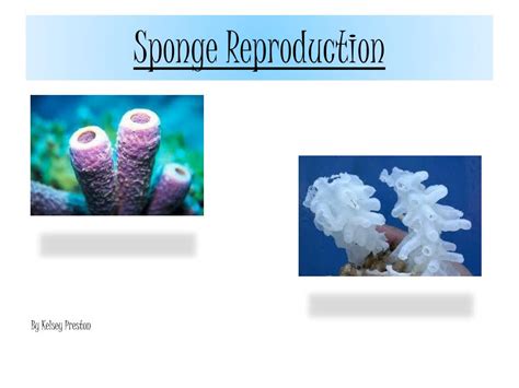 Ppt Sponges And Cnidarians Powerpoint Presentation Free Download