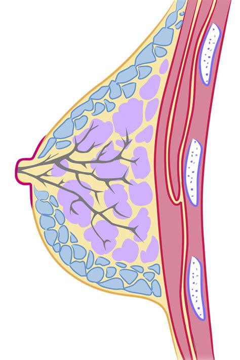 Part of the leg between the hip and the knee. Parts of a Nipple, Areola, and Montgomery Glands