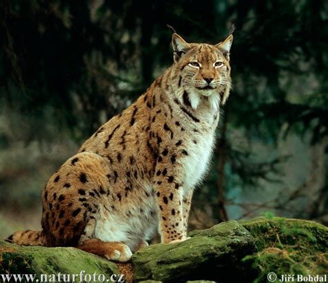 Lynx Photos Lynx Images Nature Wildlife Pictures Naturephoto