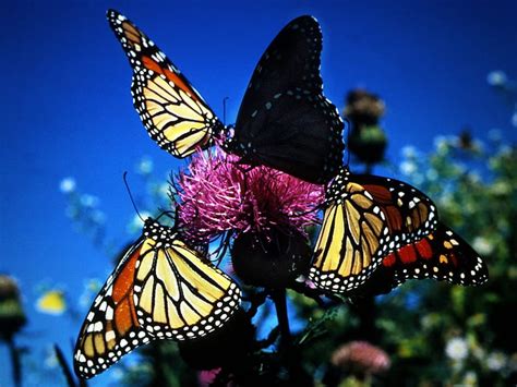 Monarchs Feeding Monarchs Colors Beauty Butterflies Sky Animals