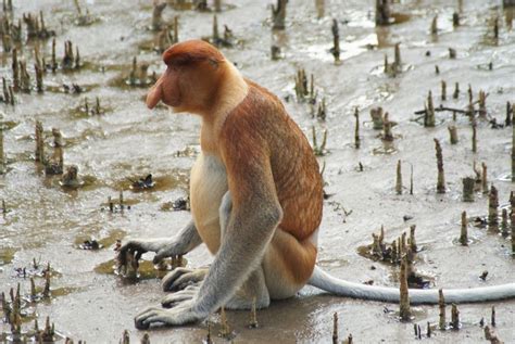 Proboscis Monkey Selected Mammals Of Borneo · Naturalista Mexico