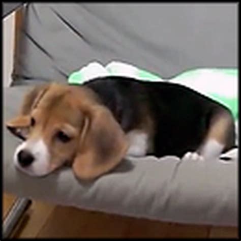 Adorable Beagle Puppy Barks For The First Time Your Heart Will Explode