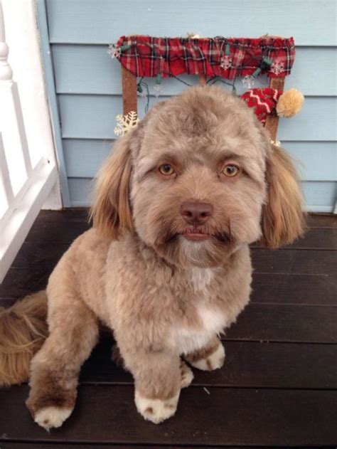 Esta Foto De Un Perro Que Parece Un Humano Está Volviendo Loco A Internet