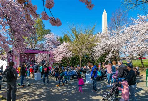 Cherry Blossom Festival Dc All About How To Get There And Parking