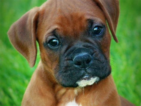 Midwest Boxers Boxer Puppies For Sale