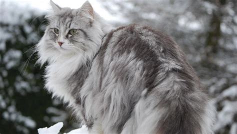20 Fun Facts About The Norwegian Forest Cat