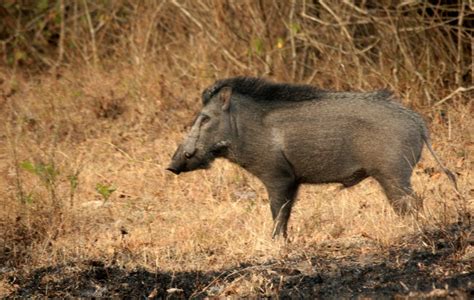 Wenn er in der schule auf seine blauen flecken angesprochen wird, behauptet er, hingefallen zu sein. Indian Wild Boar | Project Noah