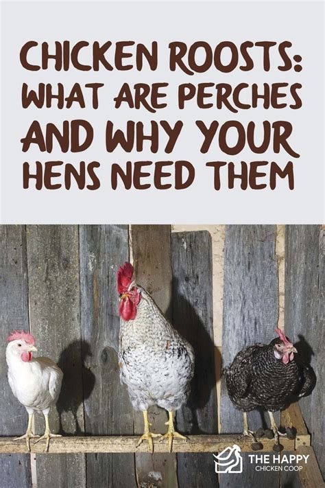 In This Article We Have Put Together Some Guidelines For Your Chicken Roosts Why They Are