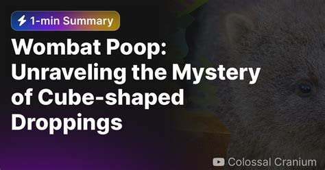 Wombat Poop Unraveling The Mystery Of Cube Shaped Droppings — Eightify