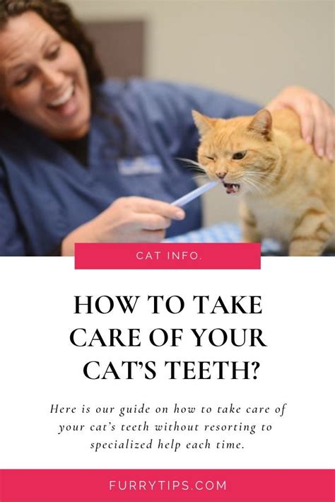 Healthy teeth and gums are important to your cat's overall health. How To Take Care Of Your Cat's Teeth | Cat health care ...