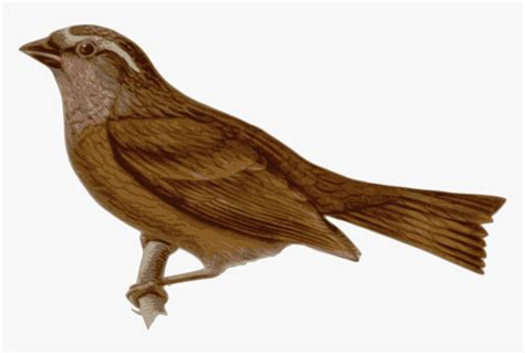 Tengoklah beberapa gambar kartun muslim cintik dan menawan hati ini. Fantastis 23+ Gambar Burung Pipit Kartun - Gani Gambar