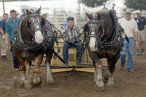 A Pulling Competition Horses Draft Horses Animals