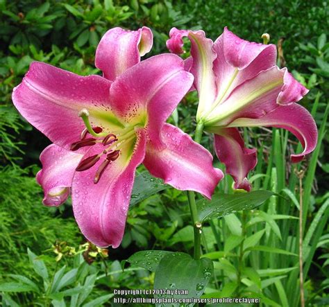 Photo Of The Bloom Of Lily Lilium Purple Lady Posted By Eclayne