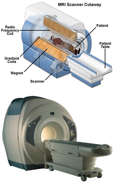 The Anatomy Of Mri Northwest Radiology Indianapolis Carmel