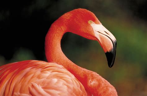 Caribbean flamingo – Philadelphia Zoo