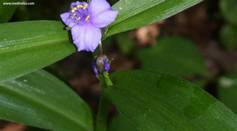 If you have a large enough container that can withstand the elements, your plants might stand a chance. Tradescantia subaspera | Wideleaf spiderwort | Edible Uses ...