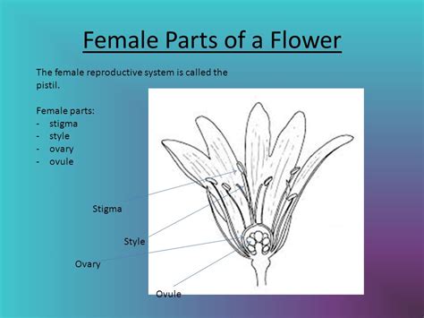 They include flower buds, flowers, fruit, and seeds. 33 for Female Reproductive Organ Of A Flower ...