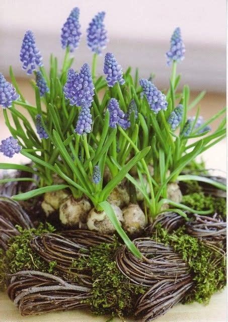 Fiori gialli piccoli simili ai narcisi / narciso coltivazione : Grape Hyacinth: Mascari - Just Lovely! | Coltivare i fiori, Fiori, Fiori primaverili