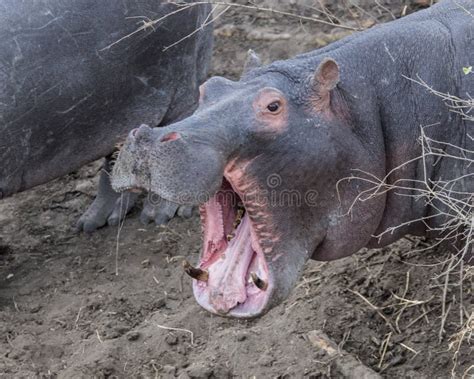 Hipopótamo Grande De La Boca Fotos De Stock Descarga 837 Fotos Libres