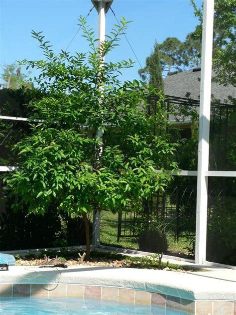 Likes morning sun, amended well. LIME TREES FOR SALE FLORIDA