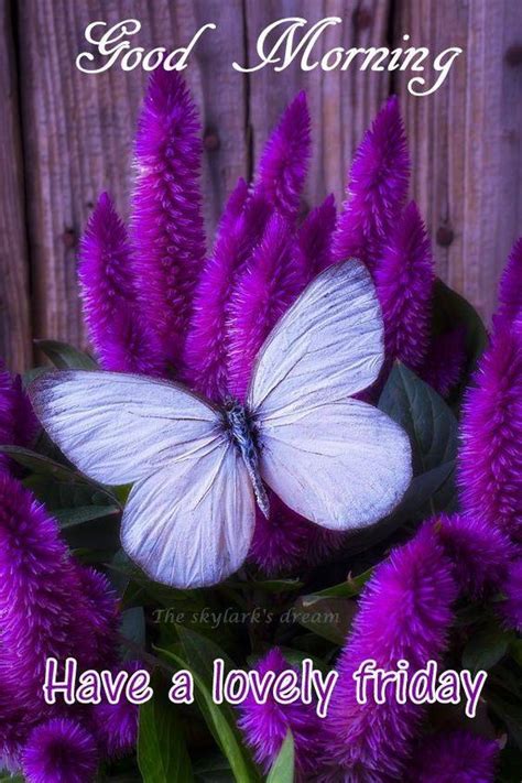 Lovely Butterfly Friday Pictures Photos And Images For Facebook