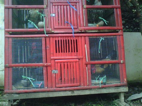 Maybe you would like to learn more about one of these? Angsa, ayam jago, ayam kate, ayam serama, barbu de ...