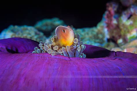 Home Skunk Clownfish In His Pink Anemone Similan Islands Flickr