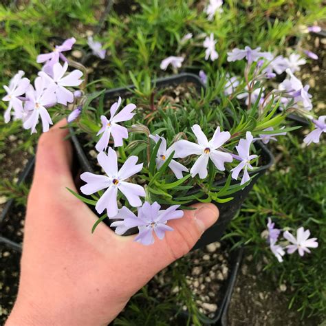 Phlox Subulata Emerald Blue Creeping Phlox 4 Pot Little Prince